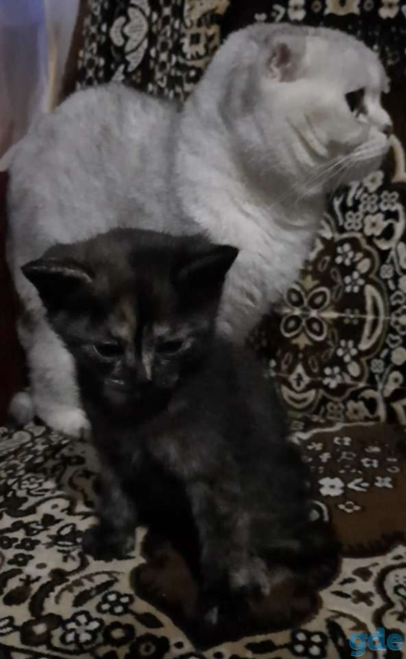 Шотландская кошечка, фотография 4