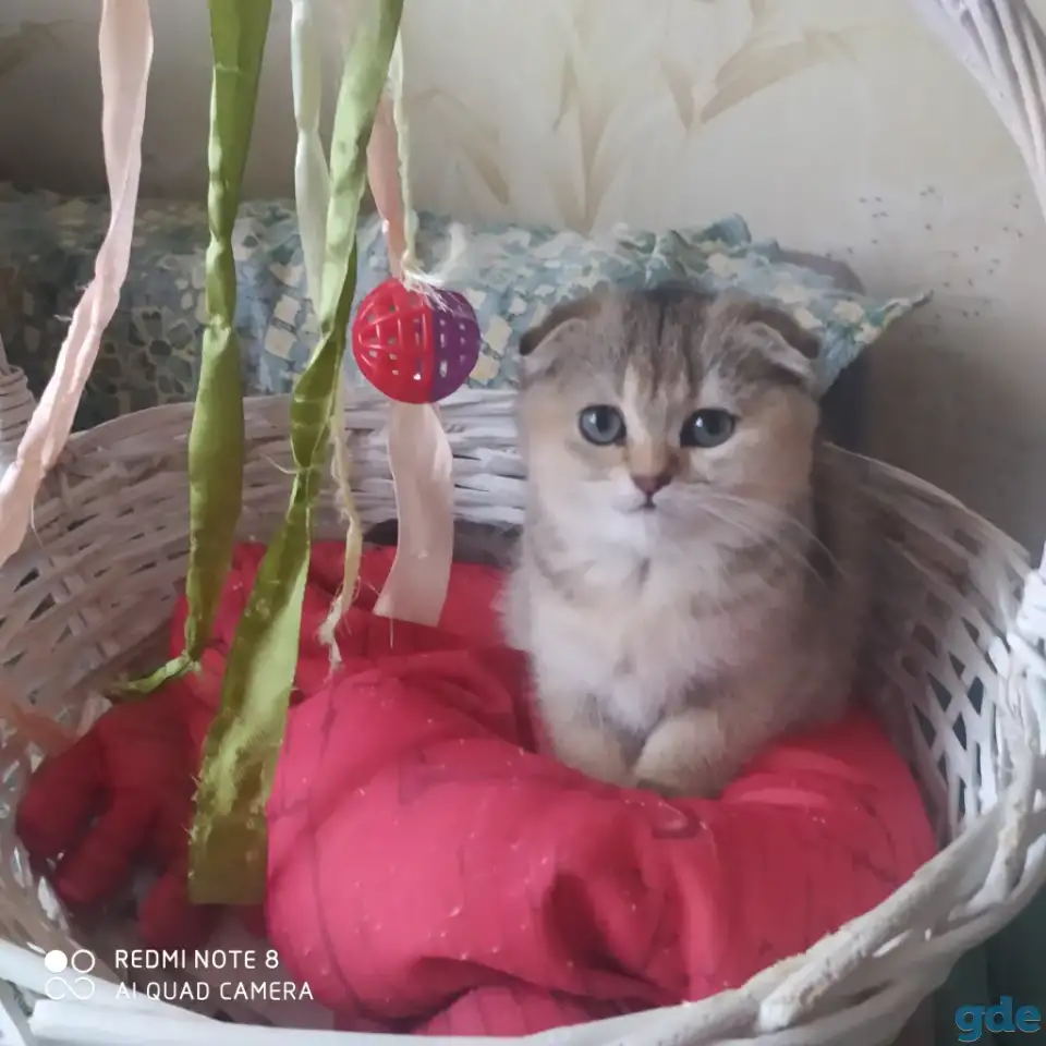 Шотландские котята золотая шиншилла. Договорная, фотография 4