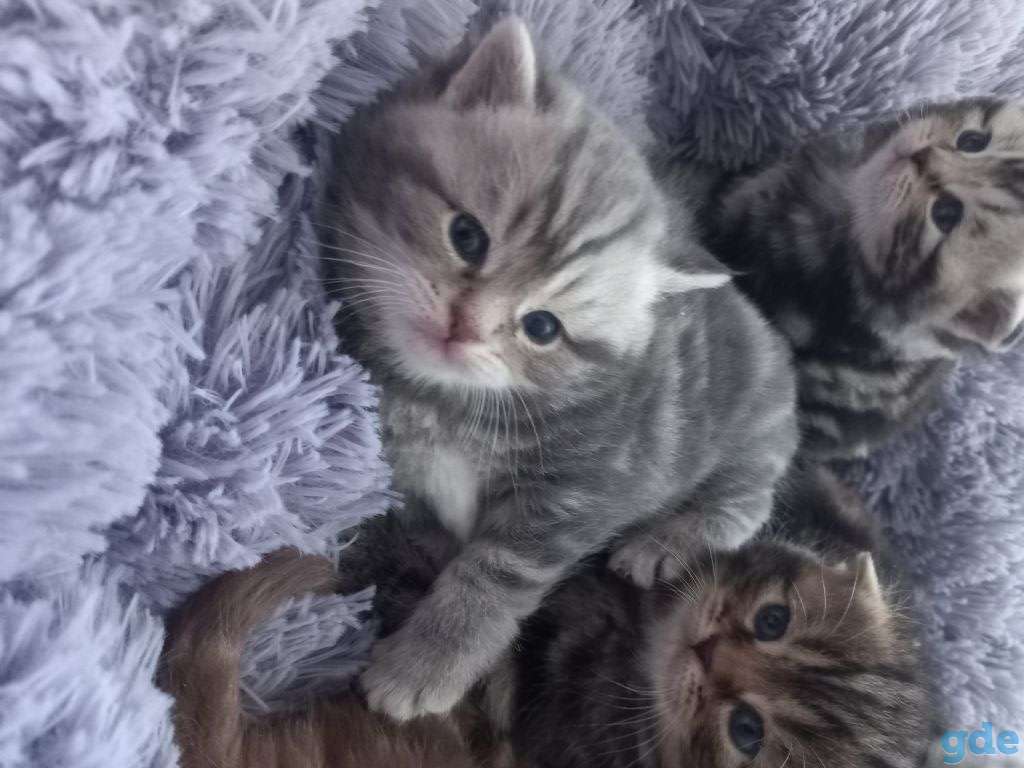 Шотландские котята, фотография 4