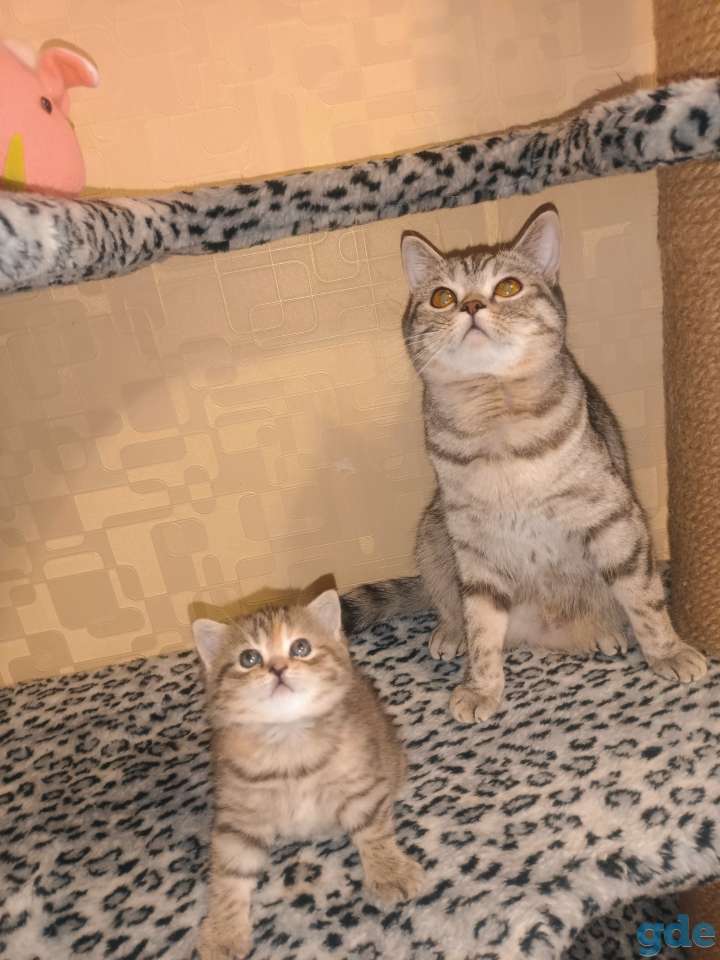 Шотландский котенок, фотография 6