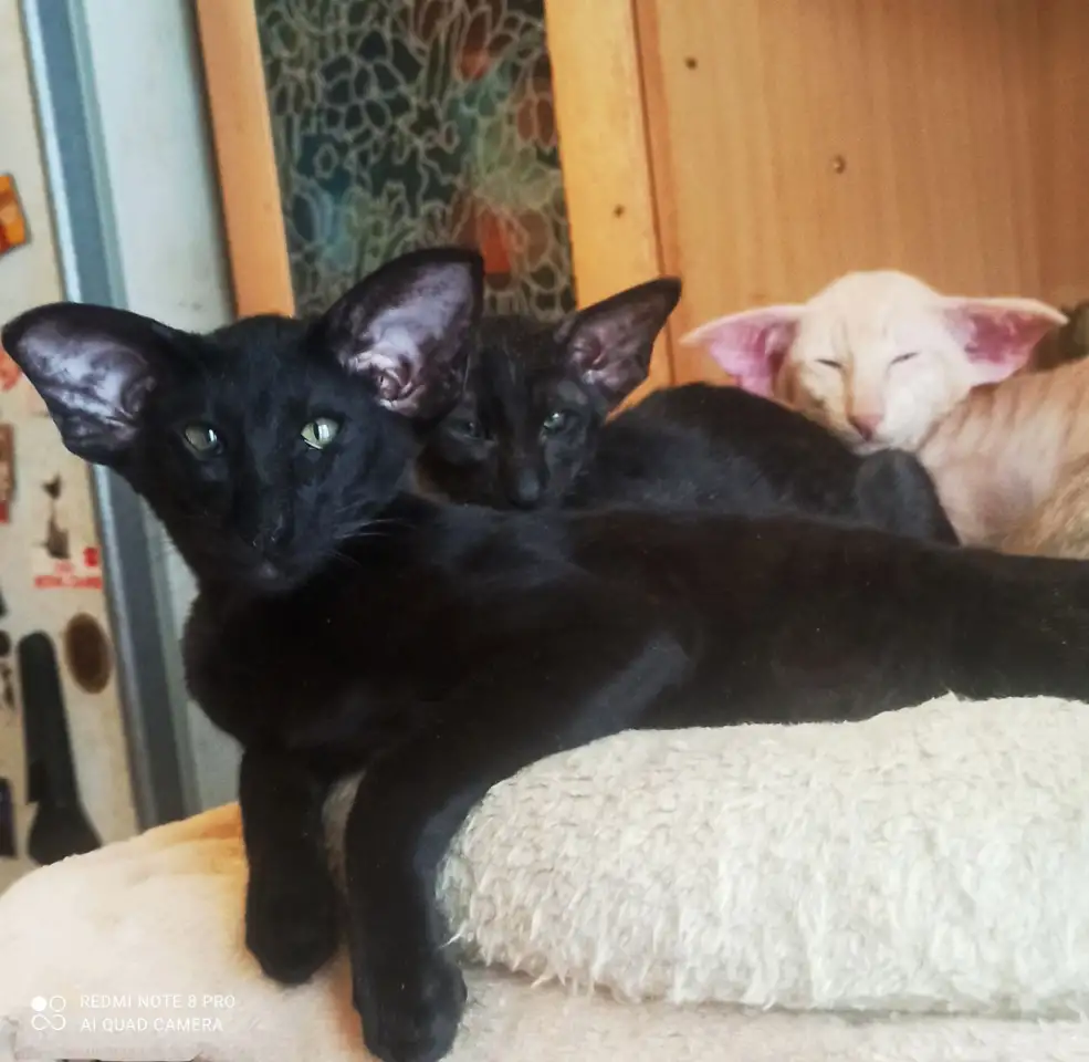 Ориентальные котята, фотография 1