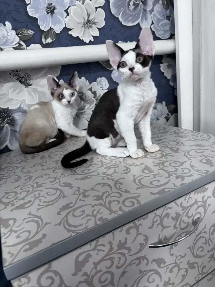 Котята девон рекс, фотография 3