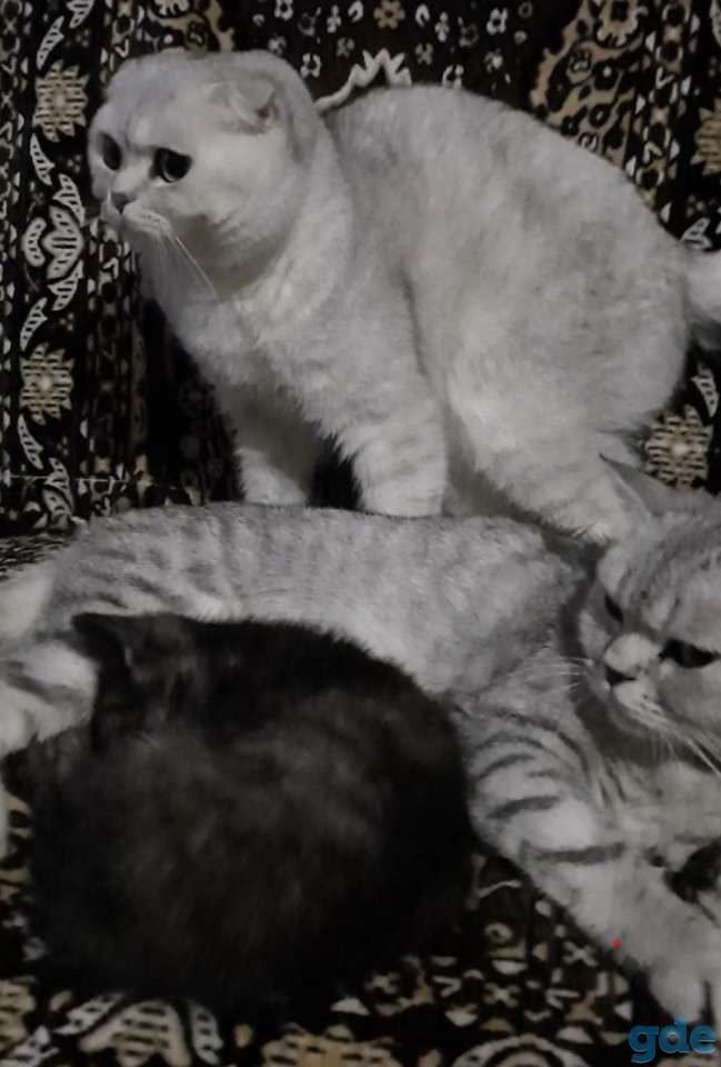 Шотландская кошечка, фотография 3