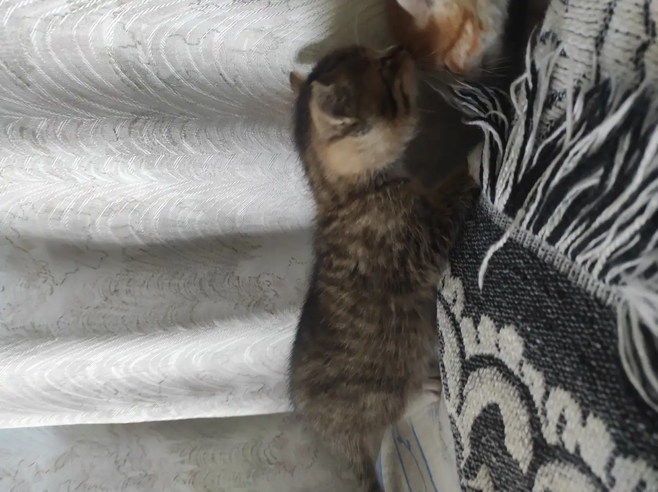 Котята. Даром. Срочно!!!, фотография 3