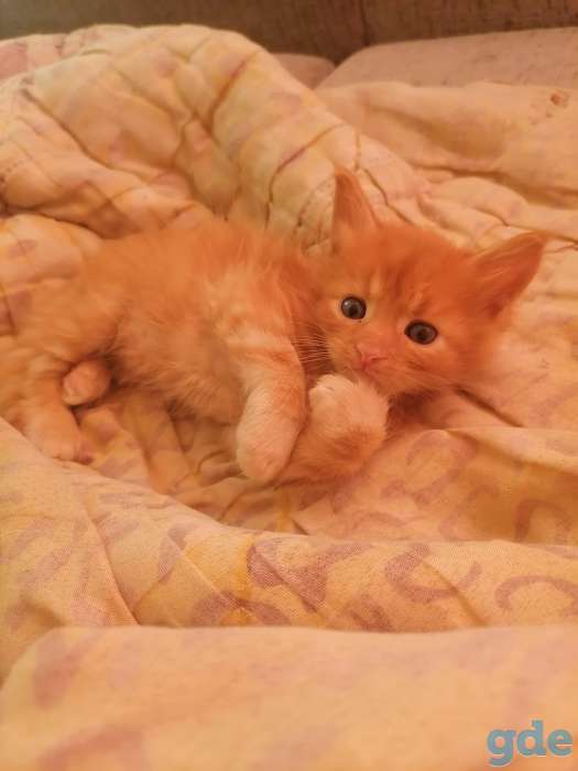 Продаются прекрасные котята Мейн кун 3 девочки и 2 мальчика, ходят в латок кушают корм для котят раял канин., фотография 3