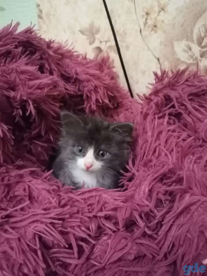 Котенок в дар, фотография 1