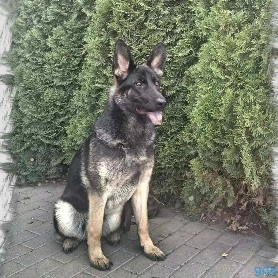 Немецкий овчарки щенки, фотография 6