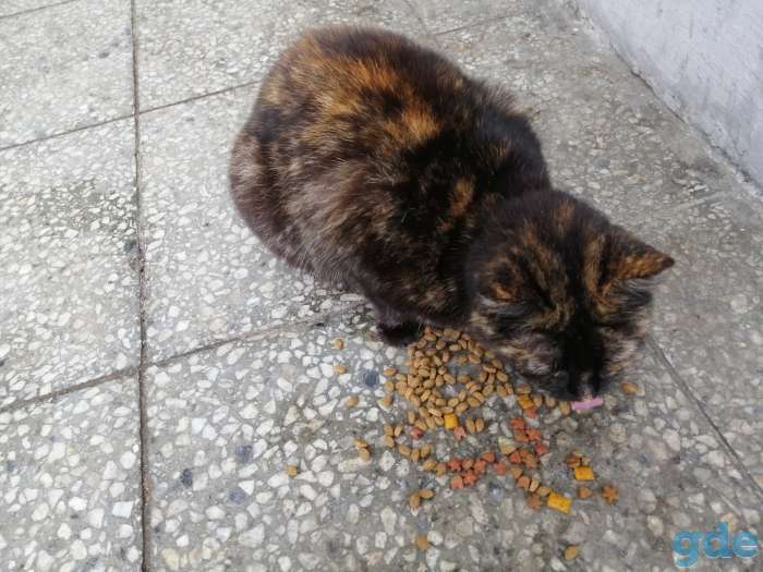 НАЙДЕН КОТИК, фотография 2