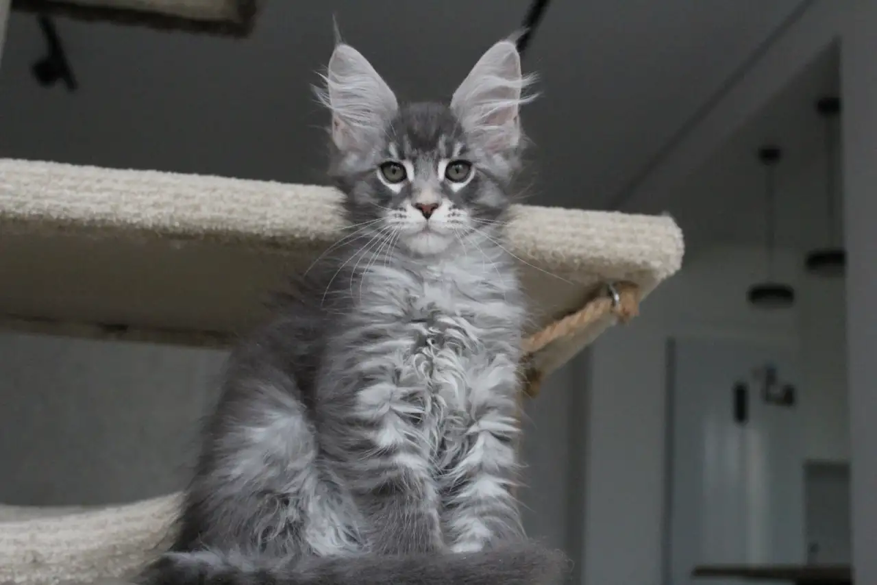 Котенок мейн-кун!, фотография 4