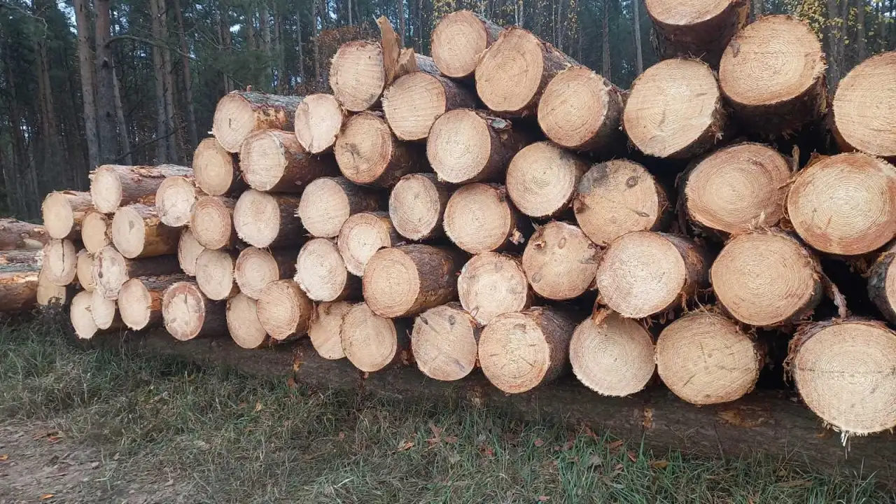 Купим лес кругляк, фотография 2