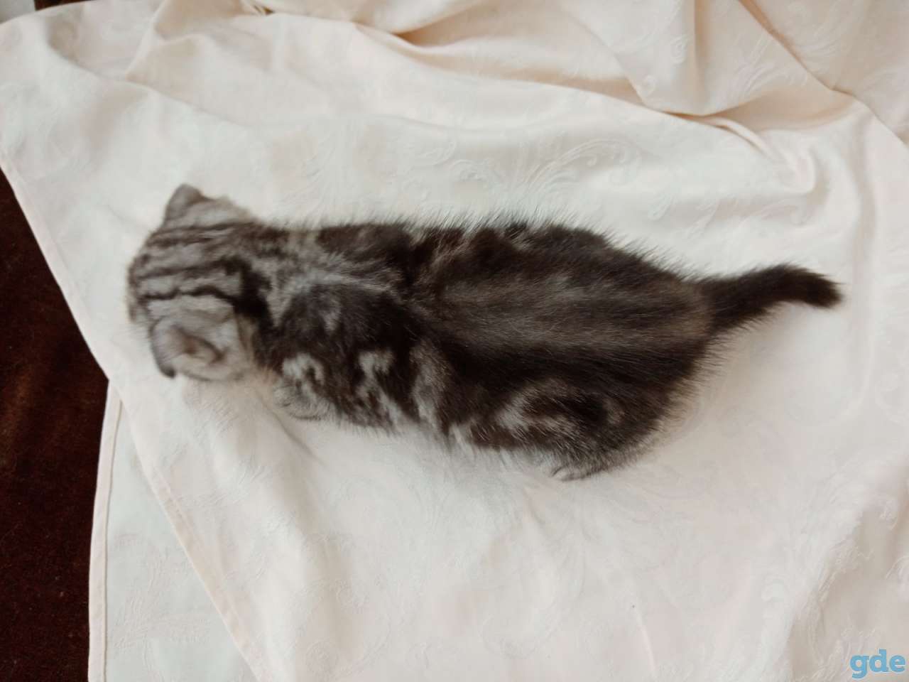 Продаю вислоухих шотландских котят, фотография 3