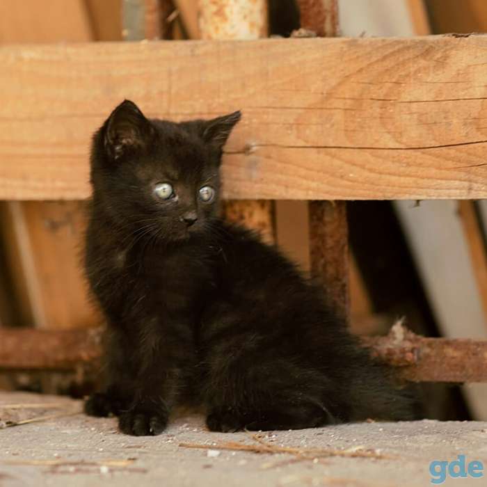 Котята в дар!, фотография 3
