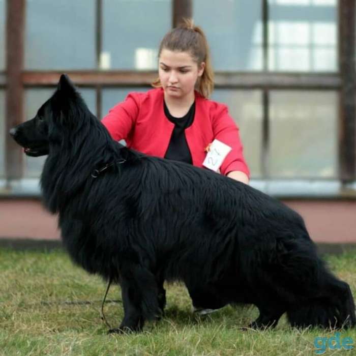 продаю черного длинношерстного щенка немца, фотография 1