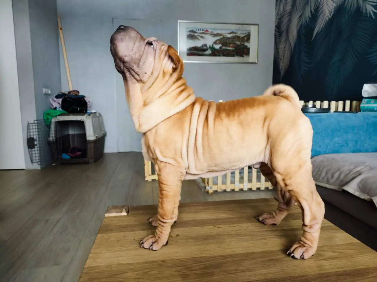 Щенки шарпея, фотография 4