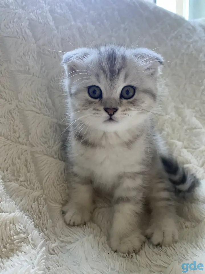 Шотландские милашки, фотография 8