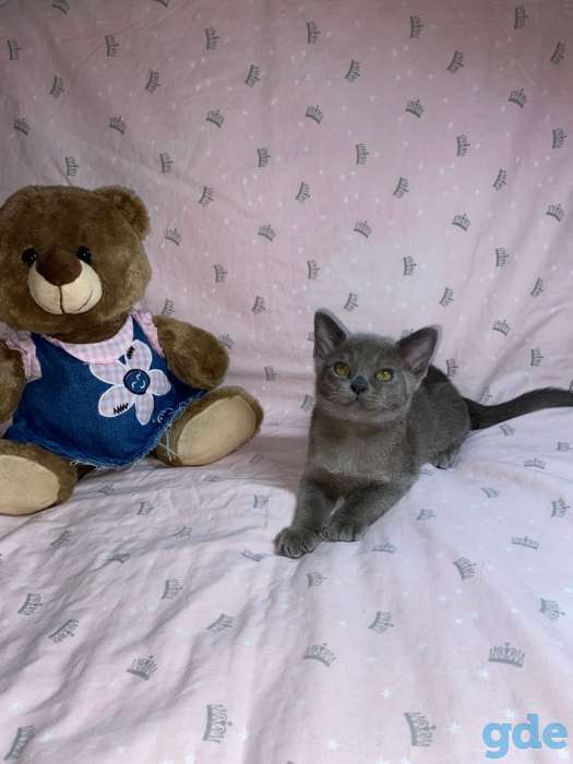 Котята Европейской бурмы, фотография 3