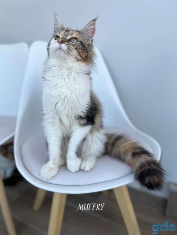 Чистокровные котята МЭЙНКУН, фотография 1