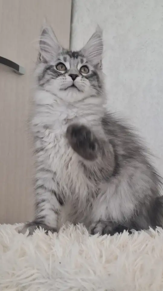 Котята Мейн-кун, фотография 2