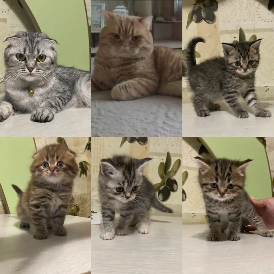 Шотландские котята, фотография 1