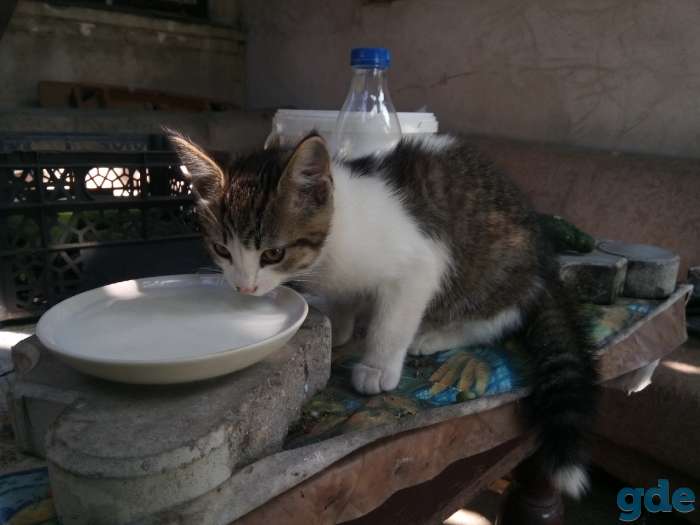 Отдам котенка, фотография 5