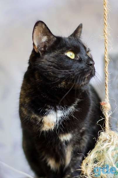 Котенок ищет дом, фотография 2