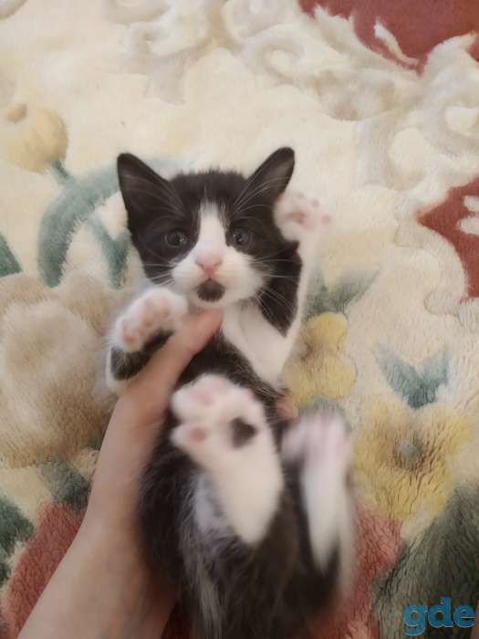 Котенок в дар, фотография 5