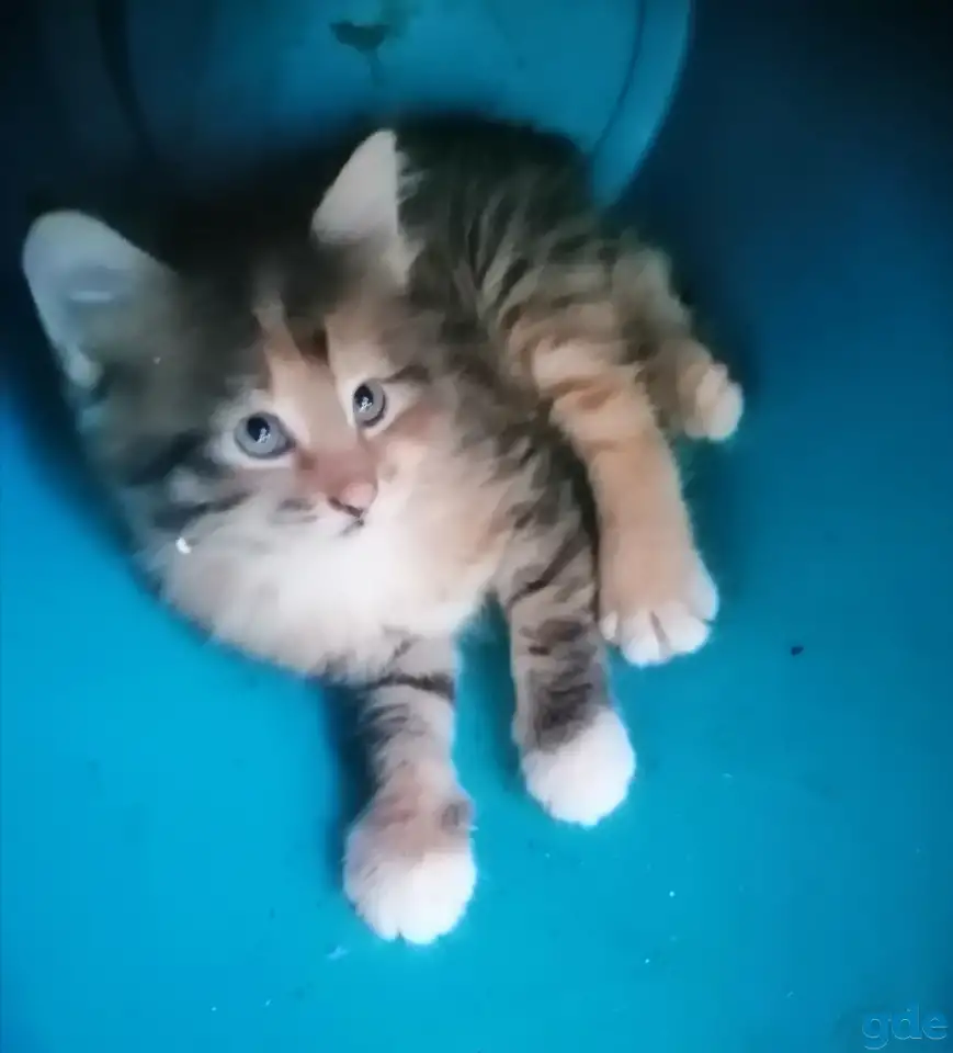 Котята в дар, фотография 1