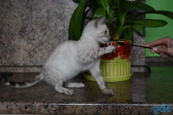 Бенгальский Бенгальские котята, фотография 7