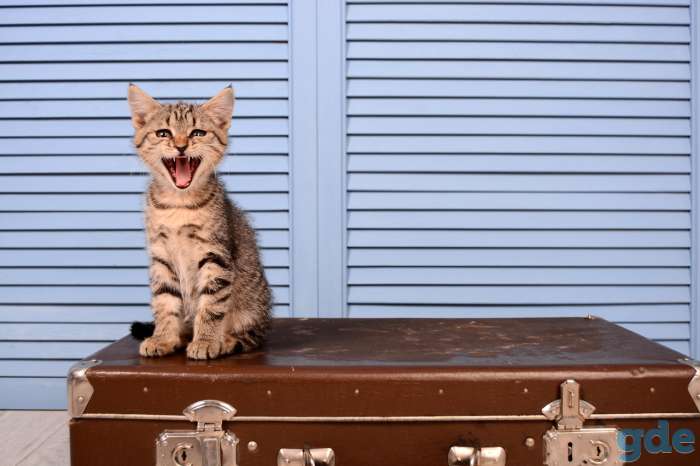 Маленькая кошечка ищет хозяев, фотография 3