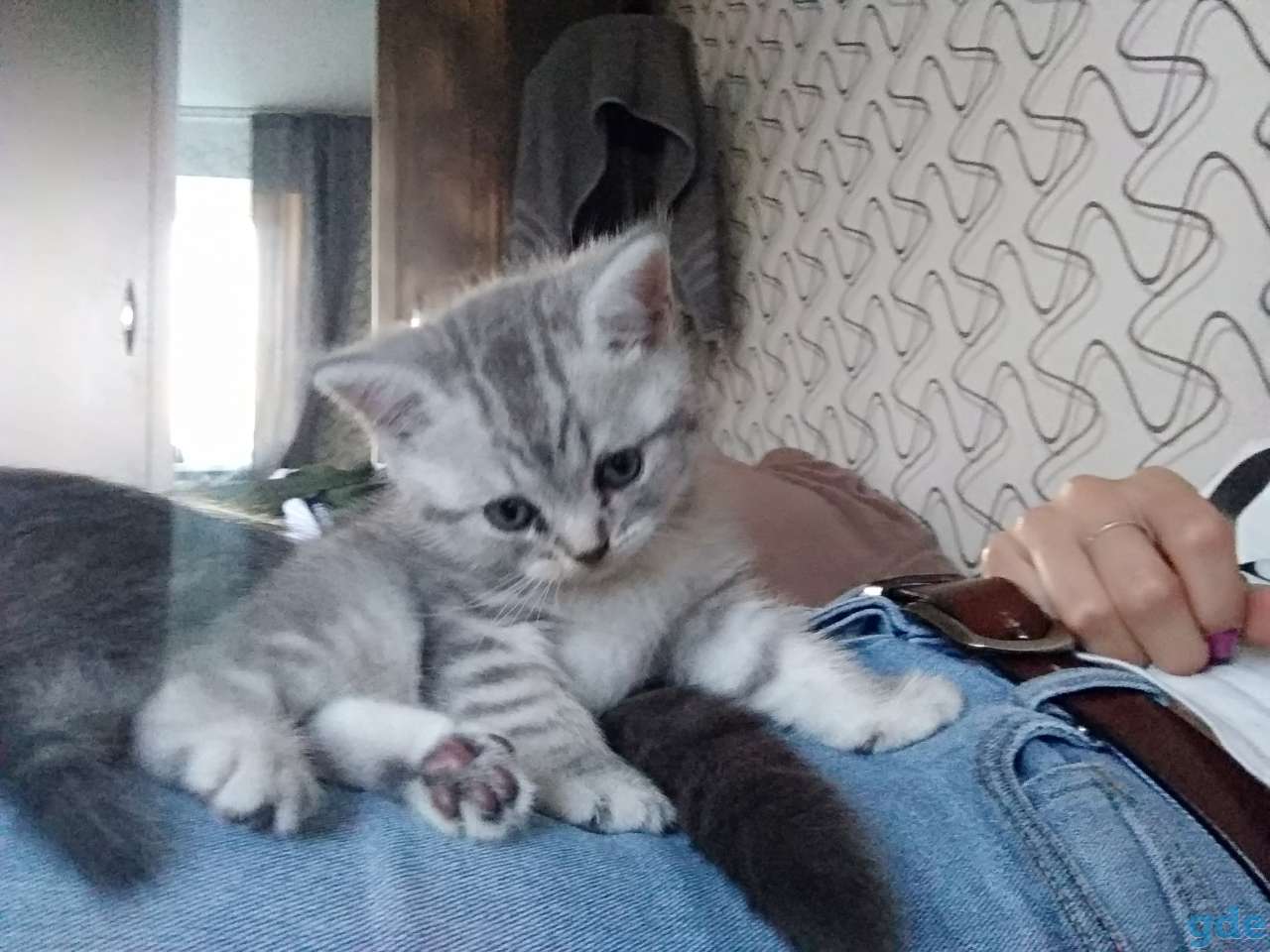 Шотландские котята, фотография 1