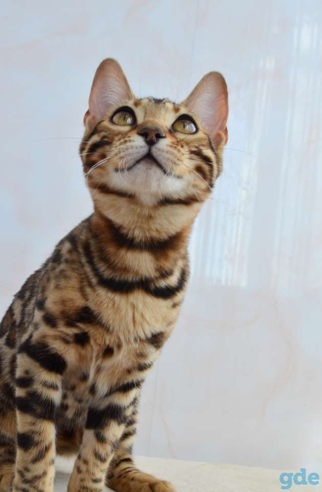 Бенгальский котенок девочка, фотография 2