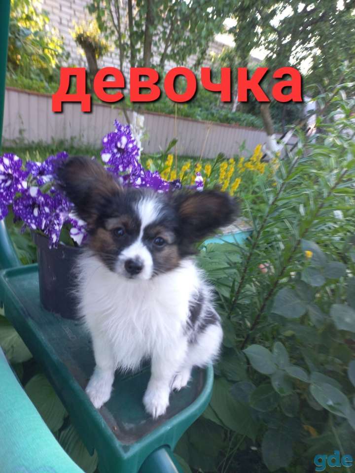 Щенки папийона, фотография 4