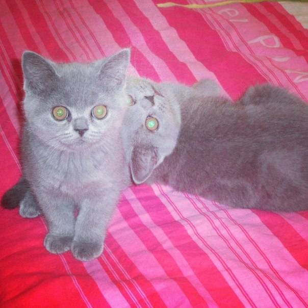 Британские короткошерстные котята, фотография 2