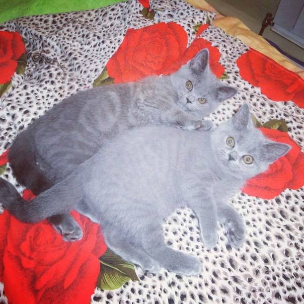 Британские короткошерстные котята, фотография 3