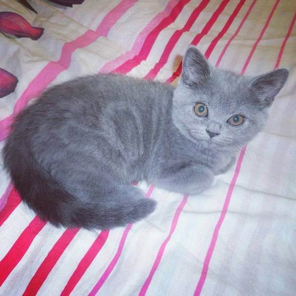 Британские короткошерстные котята, фотография 4