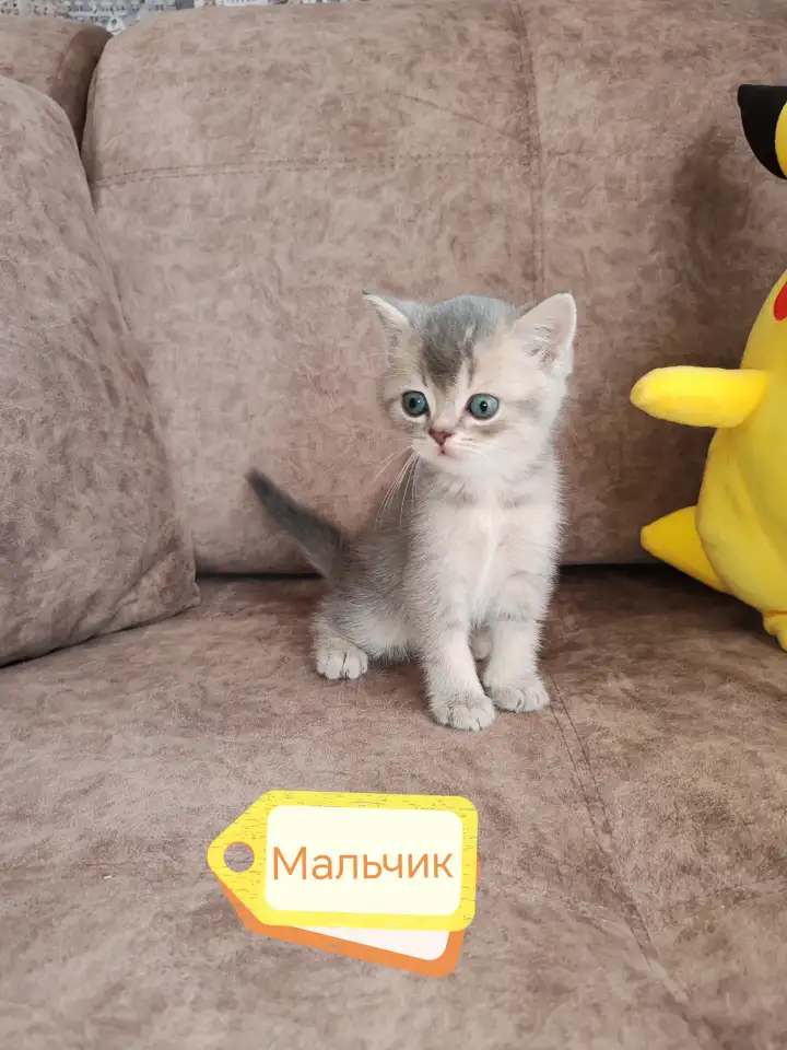 Котята, шотландские и британские., фотография 4