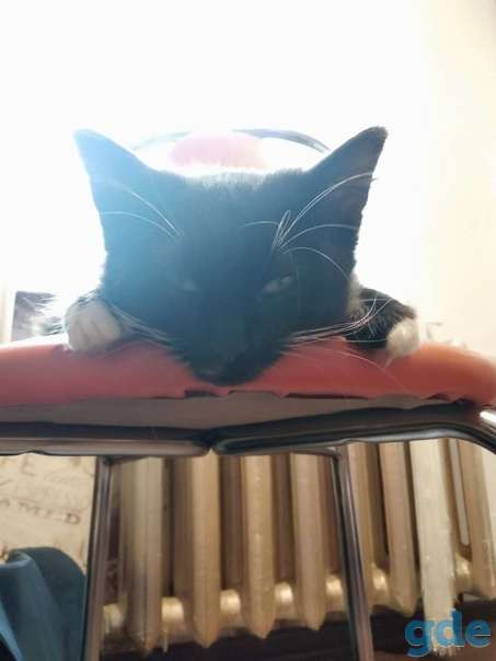 Котенок ищет дом, фотография 1