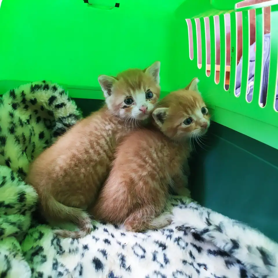 Котята. Даром. Срочно!!!, фотография 1