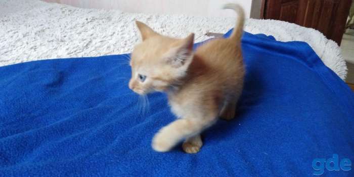 шотландские котята, фотография 6