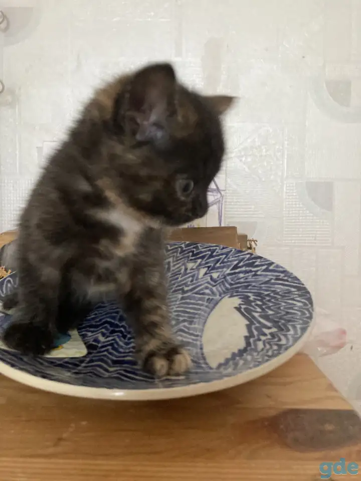 Котята Британской кошки, фотография 4