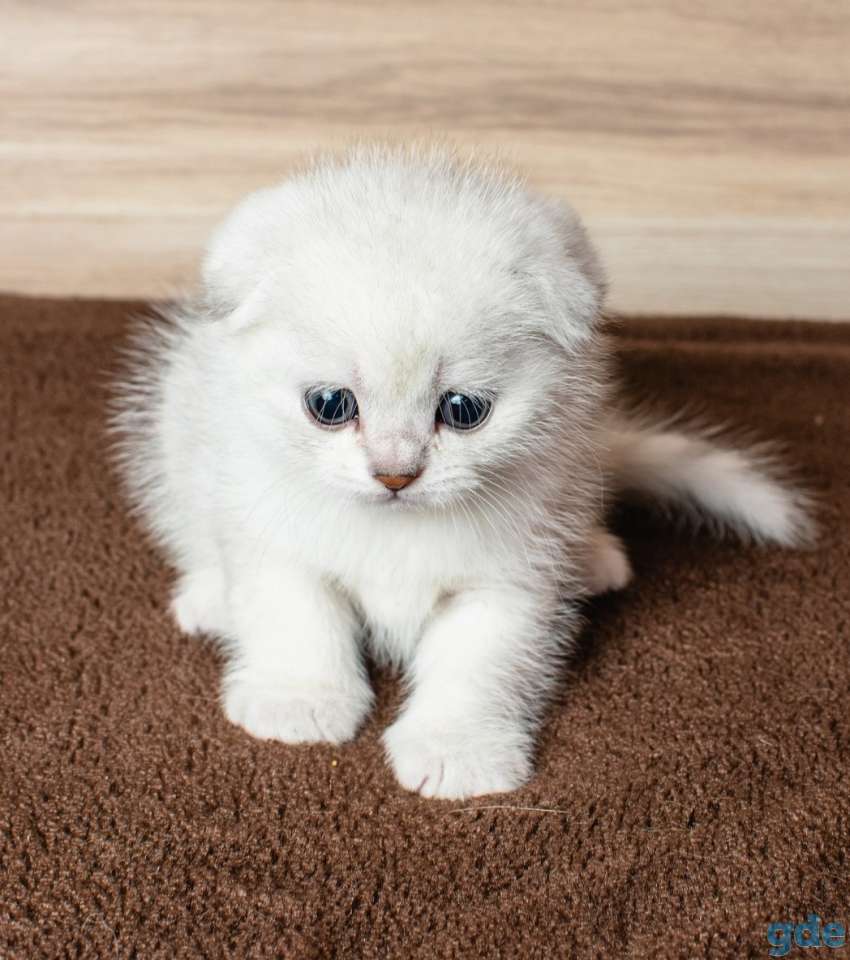 Шотландский кот фолд, фотография 2