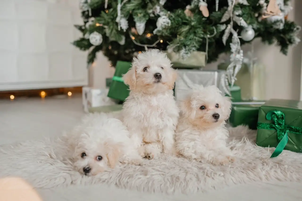 Бишон фризе, фотография 1