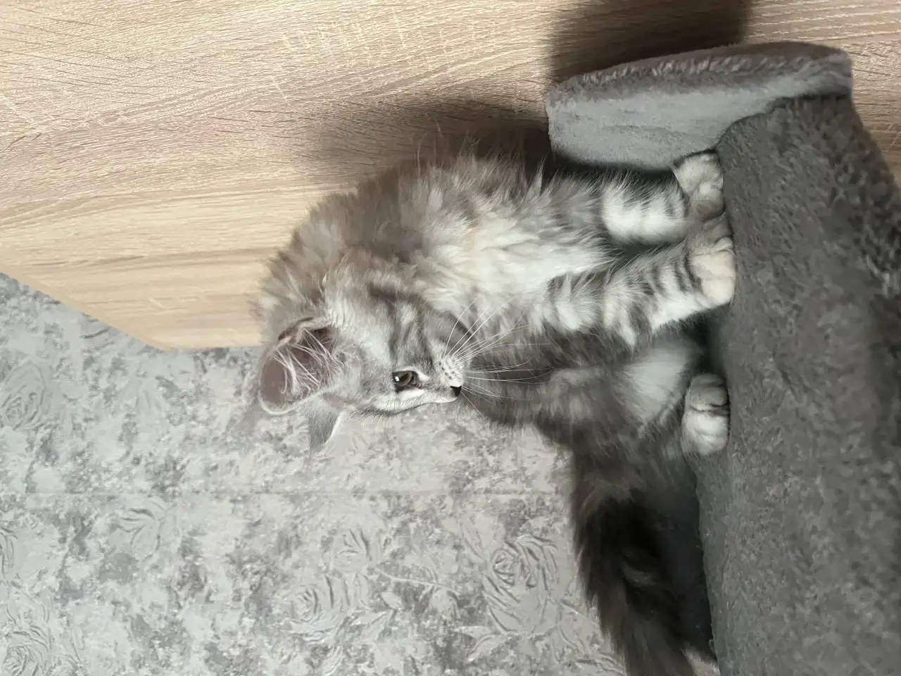 Котенок мей-кун девочка, фотография 1