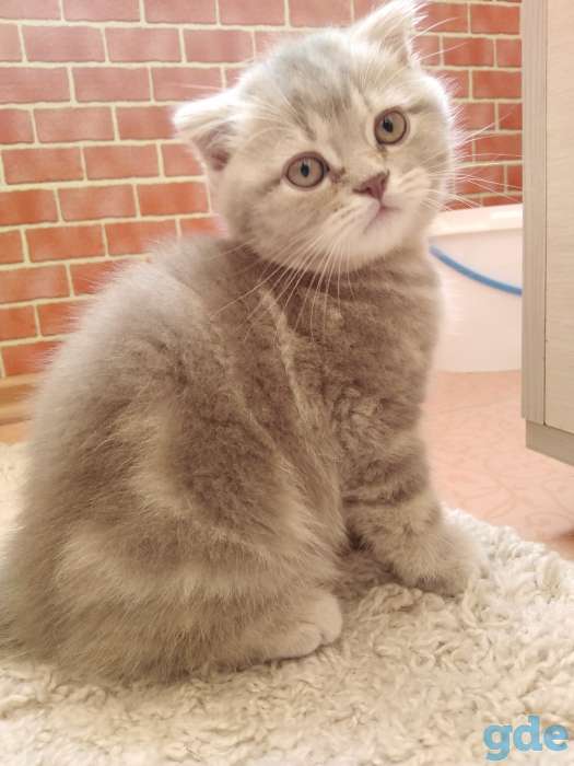 Шотландские плюшевые котята, фотография 5