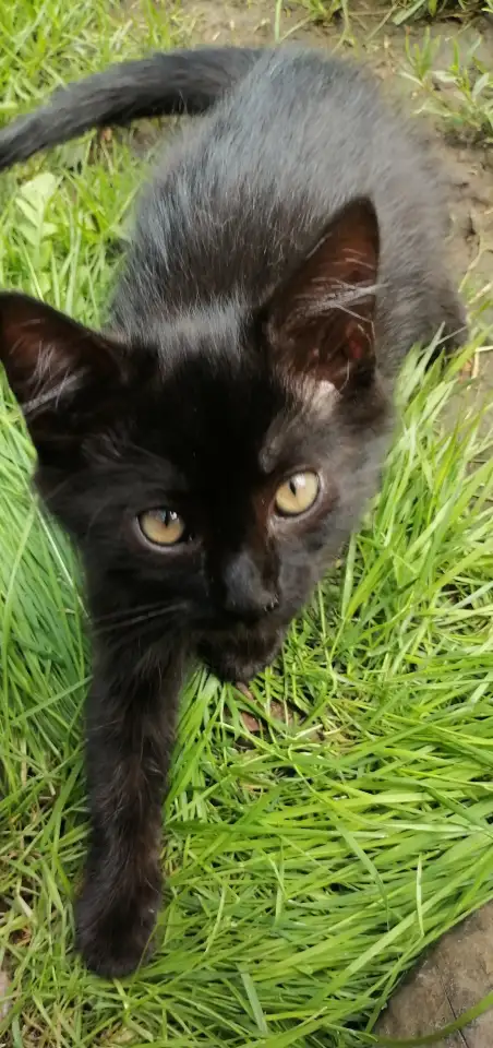 Котята ищут дом, фотография 12