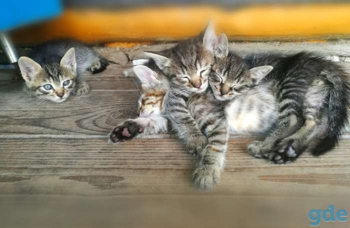 Котята. БЕСПЛАТНО., фотография 3