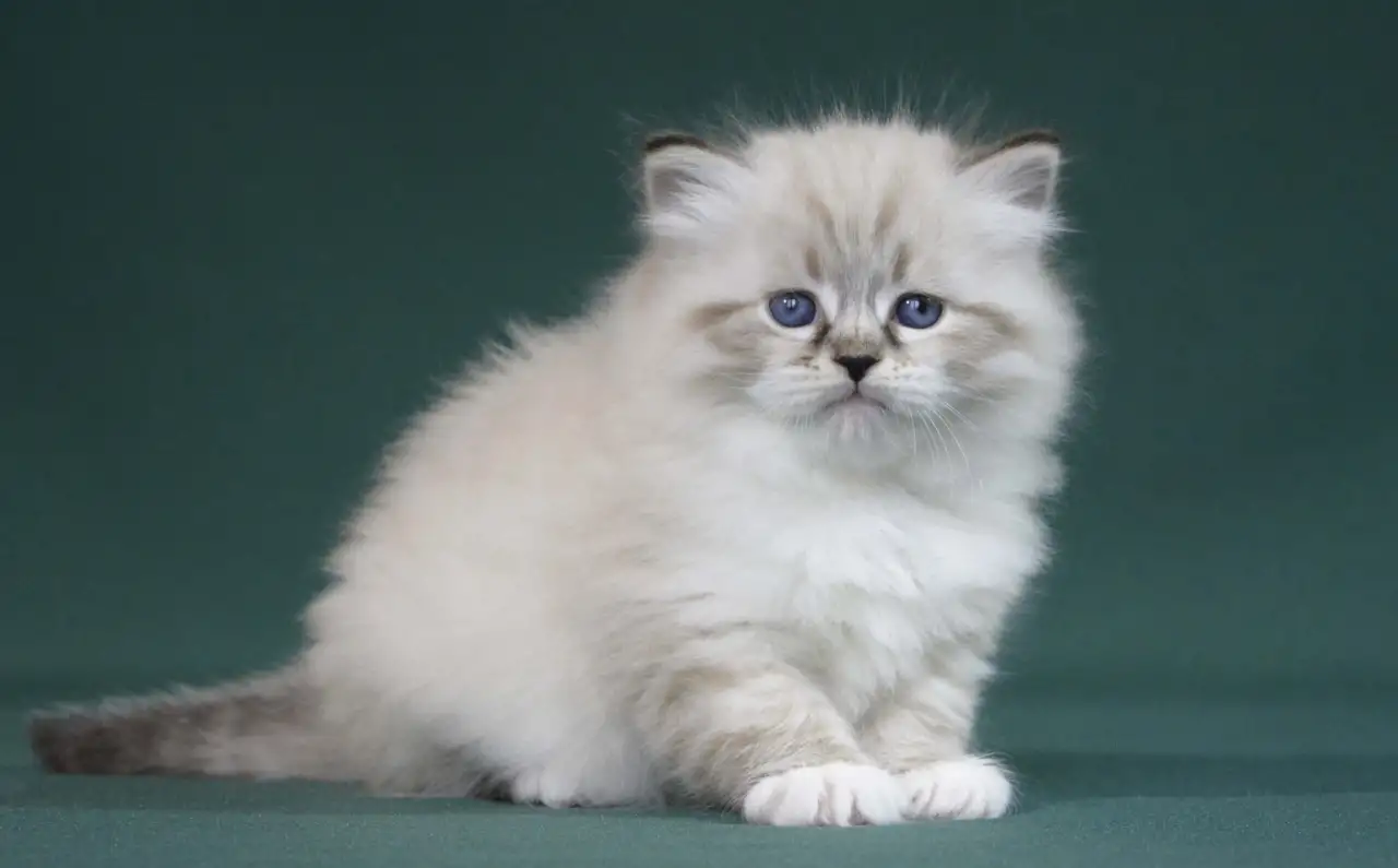 Сибирский котенок, невский маскарадный котенок, фотография 3
