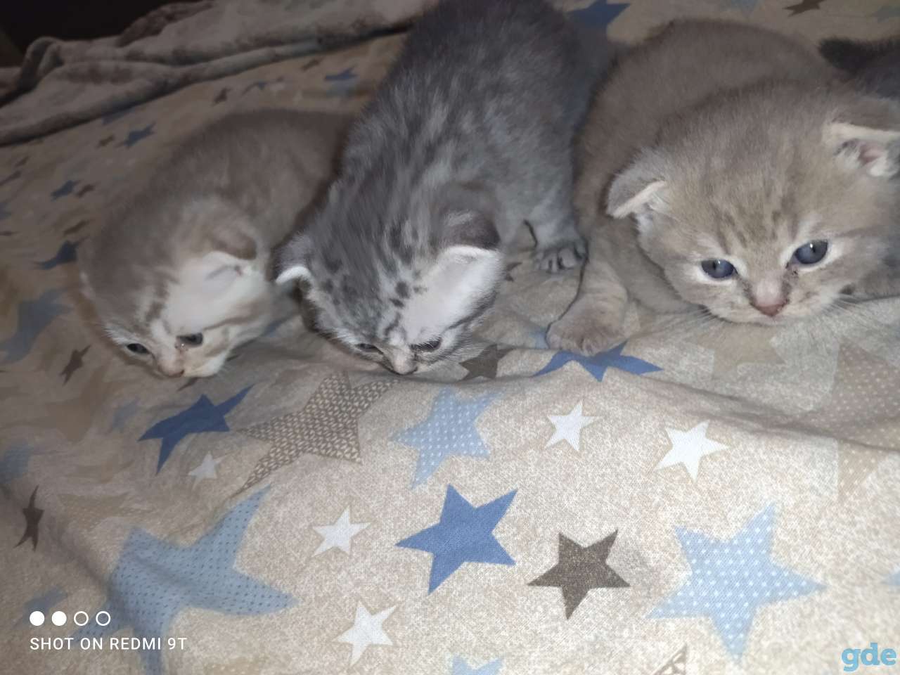 Шотландские котята, фотография 9