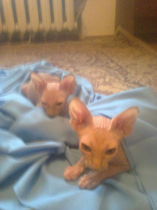 котики канадского сфинкса, фотография 4