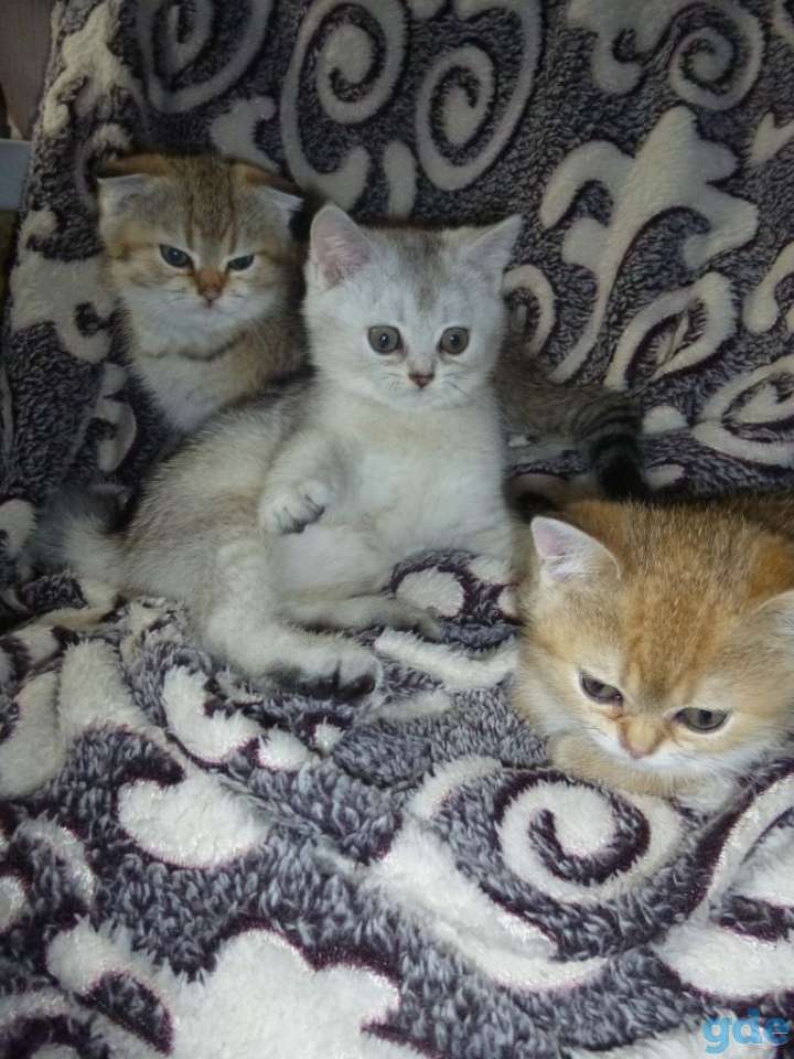 Очаровательные шотландские котята, фотография 1